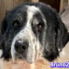 Bruno 2 - gemütlich, ruhig - Gnadenbrot