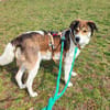 Hazel sucht eine neue Familie