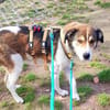 Hazel sucht eine neue Familie