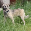Bea - Familienanschluss gesucht