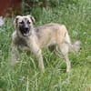 Bea - Familienanschluss gesucht