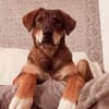 Charlie - großer Herzensbrecher