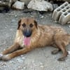 Sanfter ♥Oscar♥ wartet schon in 74749 Rosenberg