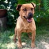 Bandi -Fröhlicher Herzenshund