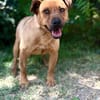 Bandi -Fröhlicher Herzenshund