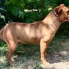 Bandi -Fröhlicher Herzenshund