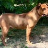 Bandi -Fröhlicher Herzenshund