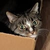 Sid sucht ein liebevolles Zuhause