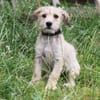 Daisy - wer schließt mich in sein Herz?