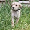Daisy - wer schließt mich in sein Herz?