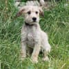 Daisy - wer schließt mich in sein Herz?