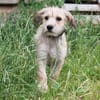 Daisy - wer schließt mich in sein Herz?