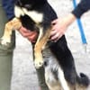 Hundeschatz LUCKY