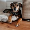 Laki  verschmuster Herzenshund sucht Zuhause