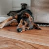 Laki  verschmuster Herzenshund sucht Zuhause