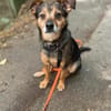 Laki  verschmuster Herzenshund sucht Zuhause
