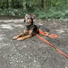Laki  verschmuster Herzenshund sucht Zuhause