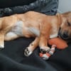 Zuckerschnute Livia sucht Herzmenschen