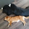 Zuckerschnute Livia sucht Herzmenschen