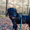 Elmo - sensibler Begleiter sucht Euch