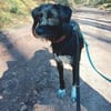Elmo - sensibler Begleiter sucht Euch