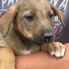 Amicitia - Das fröhliche Hundemädchen 🐾