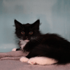 Batman "en cours d'adoption"