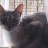 Mélodie