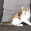 Bella