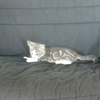 Berlioz