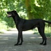 Ava