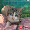 Calypso