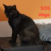 VEGA