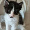 BARREL ET SHRIMP À ADOPTER EN DUO OU SEUL SI DÉJÀ UN CHAT PRÉSENT CHEZ VOUS