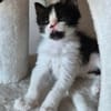 BARREL ET SHRIMP À ADOPTER EN DUO OU SEUL SI DÉJÀ UN CHAT PRÉSENT CHEZ VOUS