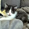 BARREL ET SHRIMP À ADOPTER EN DUO OU SEUL SI DÉJÀ UN CHAT PRÉSENT CHEZ VOUS