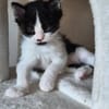 BARREL ET SHRIMP À ADOPTER EN DUO OU SEUL SI DÉJÀ UN CHAT PRÉSENT CHEZ VOUS