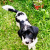 MILOU