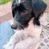 MILOU