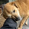 DINGO