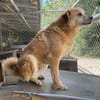 DINGO