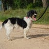 BOB, petit chien affectueux
