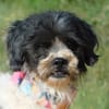BOB, petit chien affectueux