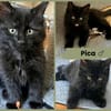 MONET et PICA