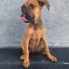 ROOKIE, CHIOT FEMELLE BERGER CRÉOLE