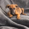 ROOKIE, CHIOT FEMELLE BERGER CRÉOLE