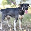 KODA