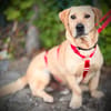 ARON -  Mini-Labrador & Traumhund sucht seine eigene Familie