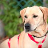 ARON -  Mini-Labrador & Traumhund sucht seine eigene Familie