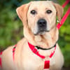 ARON -  Mini-Labrador & Traumhund sucht seine eigene Familie